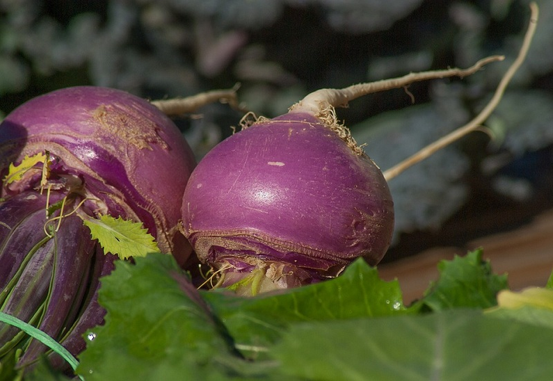 Turnip for power